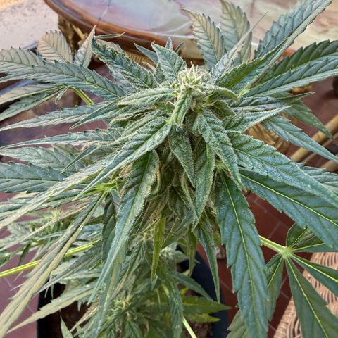 Titan F1 3 cotylédons  growlog timeline photo