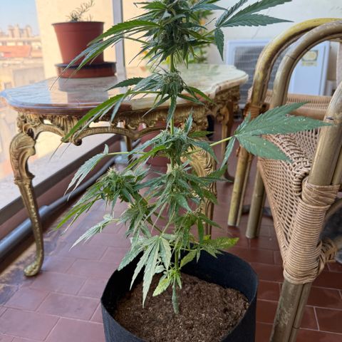 Titan F1 3 cotylédons  growlog timeline photo