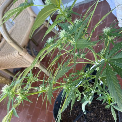 Cookies Gelato Auto growlog timeline photo