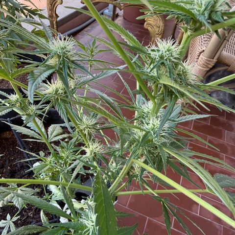 Cookies Gelato Auto growlog timeline photo