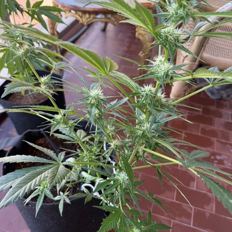 Cookies Gelato Auto growlog timeline photo