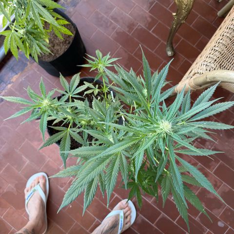 Cookies Gelato Auto growlog timeline photo