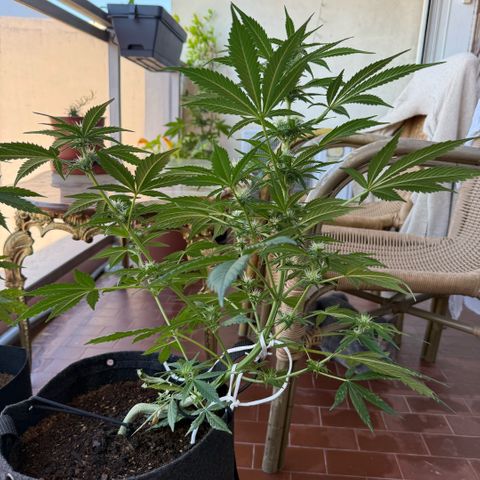 Cookies Gelato Auto growlog timeline photo