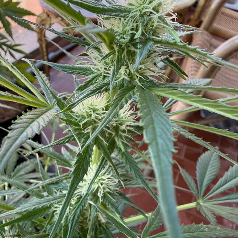 Cookies Gelato Auto growlog timeline photo