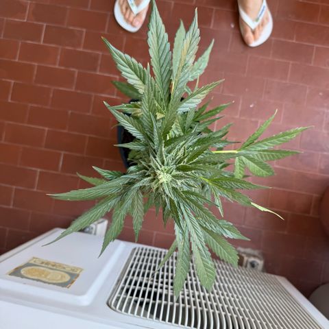 Apple Fritter Auto growlog timeline photo