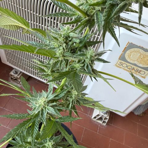 Apple Fritter Auto growlog timeline photo