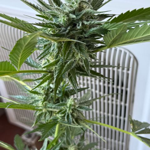 Apple Fritter Auto growlog timeline photo
