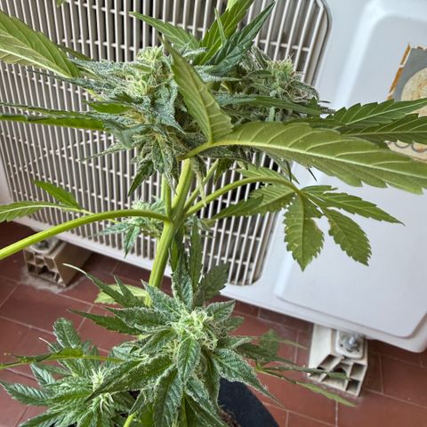 Apple Fritter Auto growlog timeline photo
