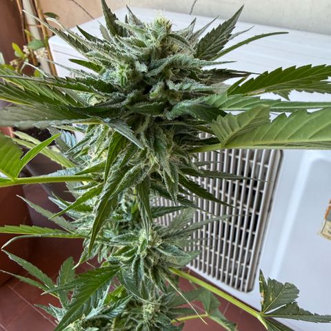 Apple Fritter Auto growlog timeline photo