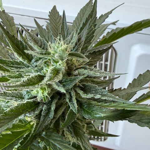 Apple Fritter Auto growlog timeline photo