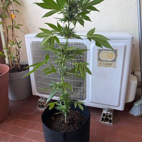 Apple Fritter Auto growlog timeline photo