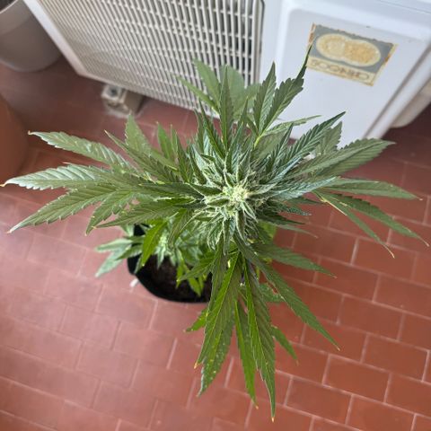 Apple Fritter Auto growlog timeline photo