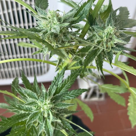 Apple Fritter Auto growlog timeline photo