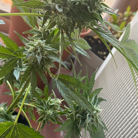 Apple Fritter Auto growlog timeline photo