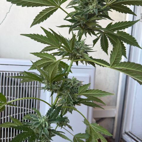 Apple Fritter Auto growlog timeline photo
