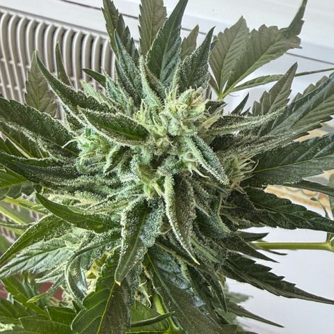 Apple Fritter Auto growlog timeline photo