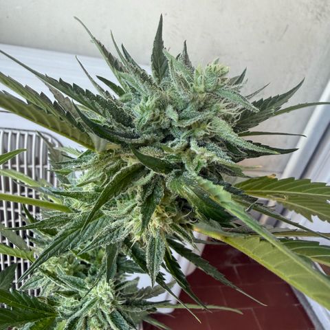 Apple Fritter Auto growlog timeline photo