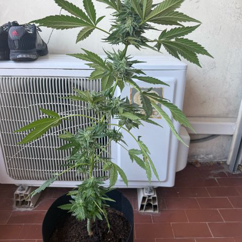 Apple Fritter Auto growlog timeline photo