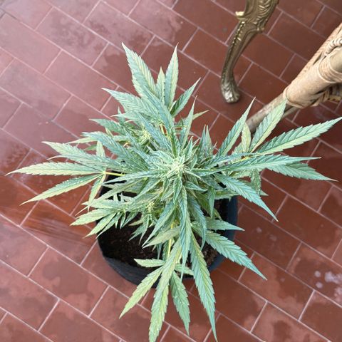 Titan F1 3 cotylédons  growlog timeline photo