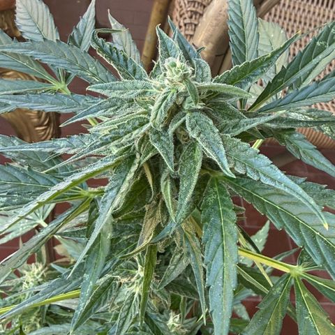Titan F1 3 cotylédons  growlog timeline photo