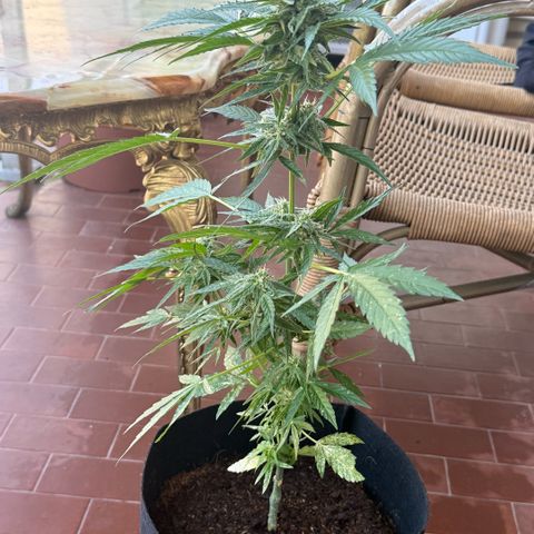 Titan F1 3 cotylédons  growlog timeline photo