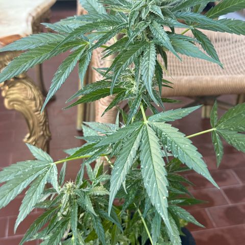 Titan F1 3 cotylédons  growlog timeline photo