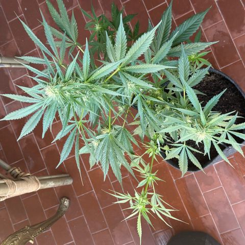 Cookies Gelato Auto growlog timeline photo