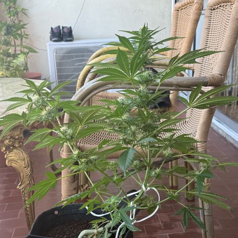 Cookies Gelato Auto growlog timeline photo