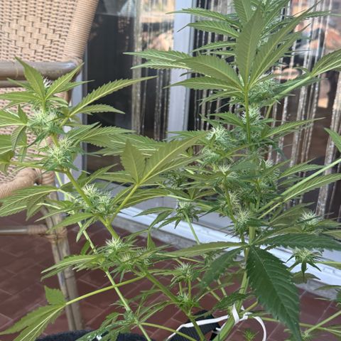 Cookies Gelato Auto growlog timeline photo