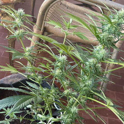 Cookies Gelato Auto growlog timeline photo