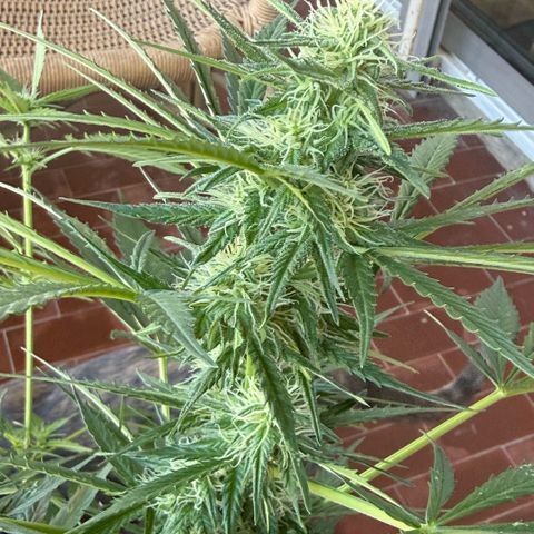 Cookies Gelato Auto growlog timeline photo