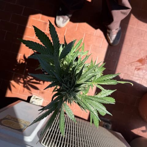 Apple Fritter Auto growlog timeline photo