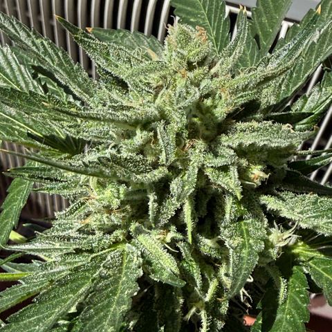 Apple Fritter Auto growlog timeline photo