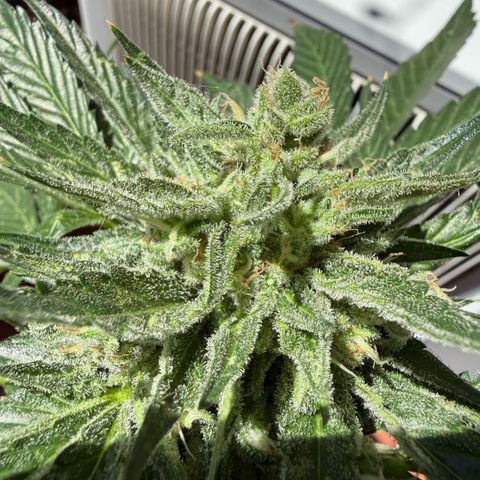 Apple Fritter Auto growlog timeline photo