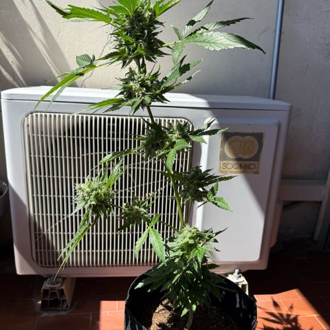 Apple Fritter Auto growlog timeline photo