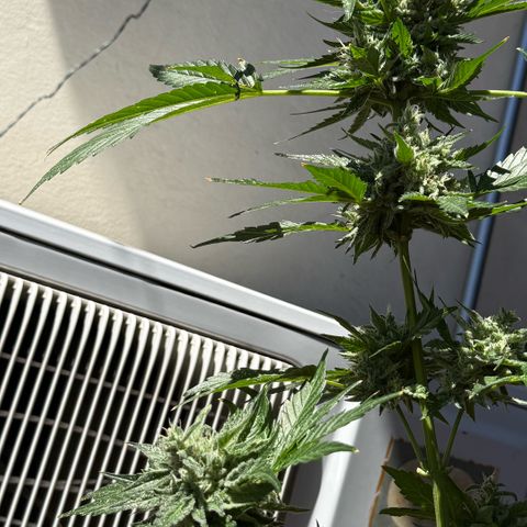 Apple Fritter Auto growlog timeline photo