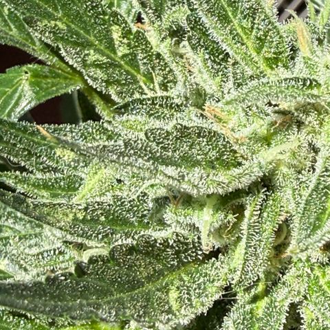 Apple Fritter Auto growlog timeline photo