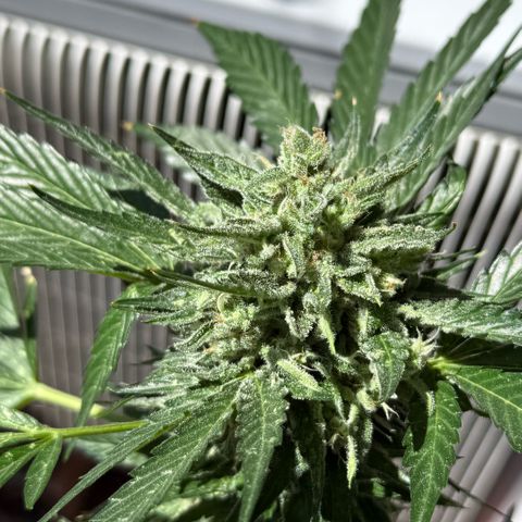 Apple Fritter Auto growlog timeline photo