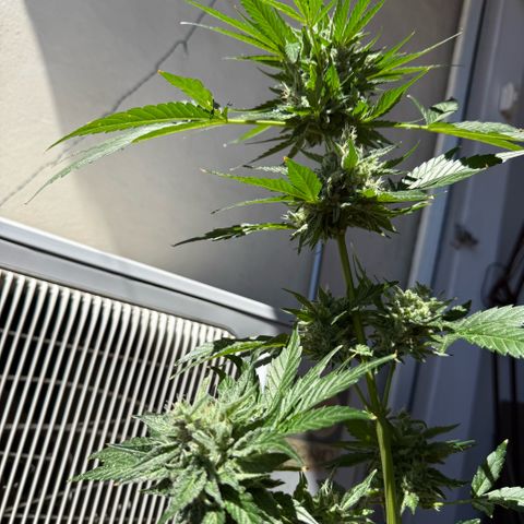 Apple Fritter Auto growlog timeline photo