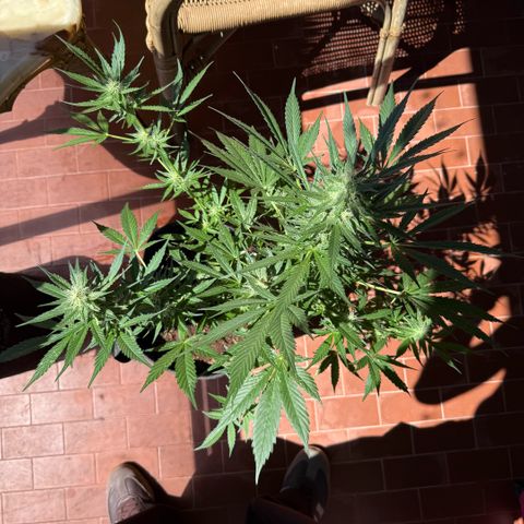 Cookies Gelato Auto growlog timeline photo