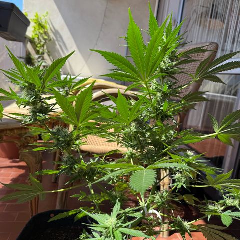 Cookies Gelato Auto growlog timeline photo