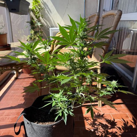 Cookies Gelato Auto growlog timeline photo