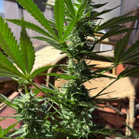 Cookies Gelato Auto growlog timeline photo