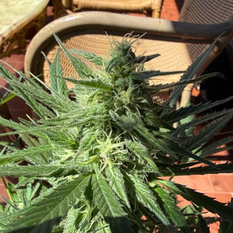 Cookies Gelato Auto growlog timeline photo
