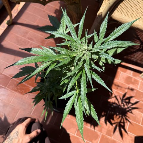 Titan F1 3 cotylédons  growlog timeline photo