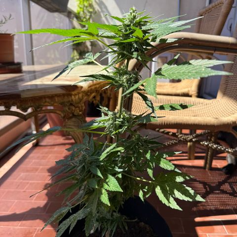 Titan F1 3 cotylédons  growlog timeline photo
