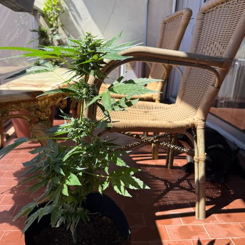 Titan F1 3 cotylédons  growlog timeline photo