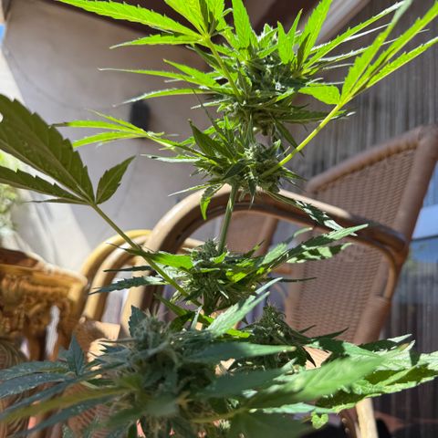 Titan F1 3 cotylédons  growlog timeline photo
