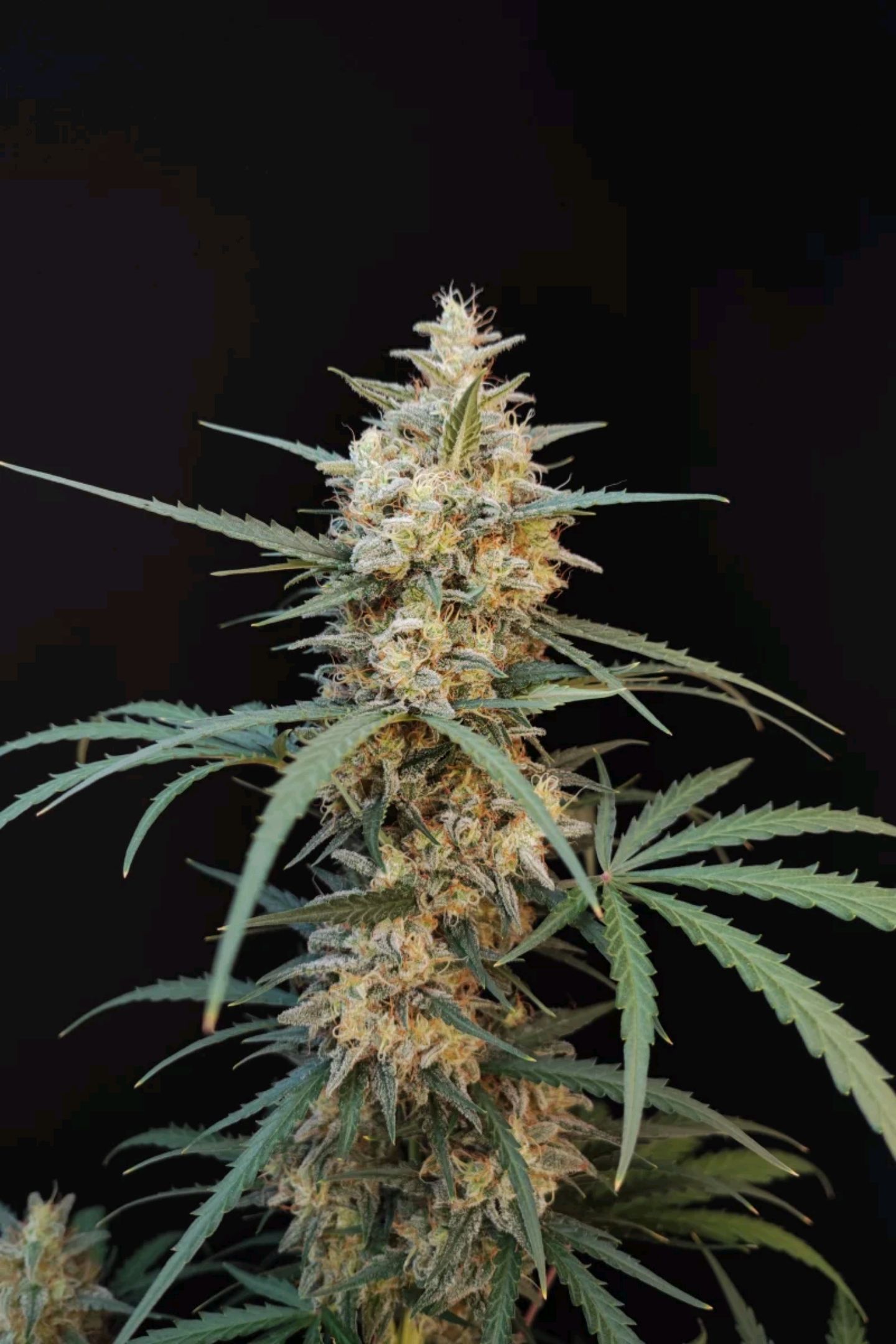 Original Auto Chemdawg growlog header