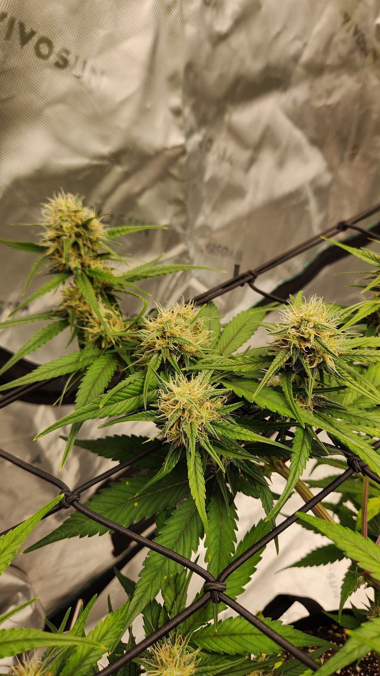 Gorilla Cookies x Papaya Cookies growlog header
